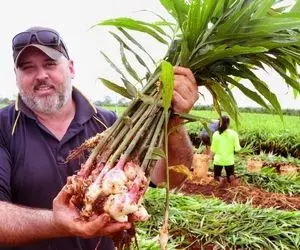 کشاورزی نوین؛ با ماشینای پیشرفته کشاورزی تو زمینای چند هزار هکتاری زنجبیل کاشتن