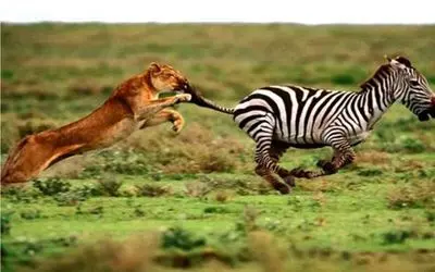 نبرد حیات وحش/ پایان حیرت آور و غم انگیز/دم گور خر سر از دهان شیر در آورد