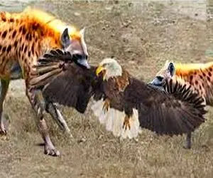 بدایع حیات وحش / کفتارهای بد قریحه از دو بال عقاب انقد کشیدنش نیم شد