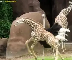 مستند حیات وحش؛ شترمرغ بچه زرافه را اذیت می کند