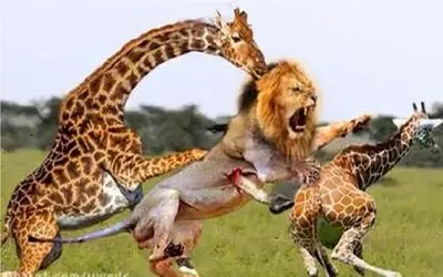 جذابیت حیات وحش؛ زرافه دراز ناز بچشو از دست شیر قصی نجات میده