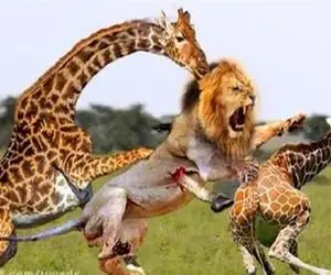 جذابیت حیات وحش؛ زرافه دراز ناز بچشو از دست شیر قصی نجات میده