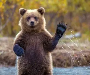 (ویدئو) پرت کردن دختر سه ساله به قفس خرس توسط مادر