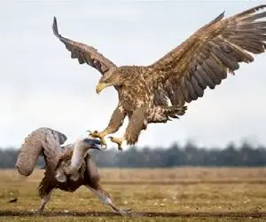 حیات وحش مصنوعی؛ درگیری عقاب و کرکس برای بدست آوردن پادشاهی آسمان