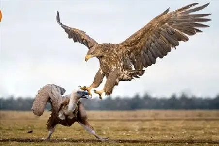 حیات وحش مصنوعی؛ درگیری عقاب و کرکس برای بدست آوردن پادشاهی آسمان