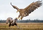 حیات وحش مصنوعی؛ درگیری عقاب و کرکس برای بدست آوردن پادشاهی آسمان