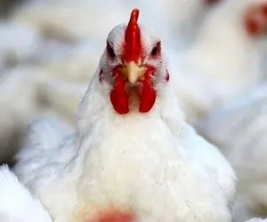 مرغ در پی افزایشی شدن قیمتش اکنون نایاب شد!