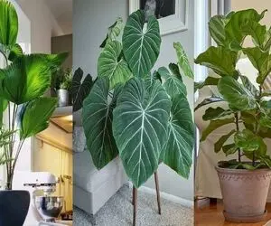 گیاهان پهن برگ آپارتمانی / چترو آدما ساختن ولی اینارو ببینی میفهمی ایده ماله خدا بوده