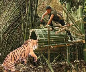 معماری خلاقانه؛ با بامبو وسط جنگل خونه نیزه ای ساخت از سرما یخ نزنه و پلنگ نخورتش