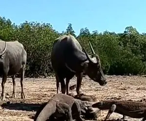 از جذابیت‌های حیات وحش؛ کومودو با اون استایل ورزشکاری از بوفالو حساب میبره