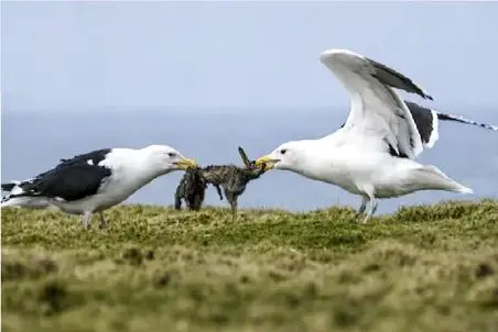 مستند حیات وحش؛ پرنده های شقی خرگوشو انقد کشیدن از وسط نصفید