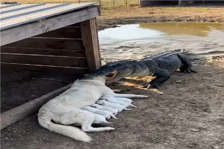 مستند حیات وحش؛ عملیات نجات سگ مادر از دهان تمساح