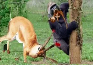 مستند حیات وحش؛ ایمپالا شاخ قداره اشو فرو کرد به گوریل بچه دزد