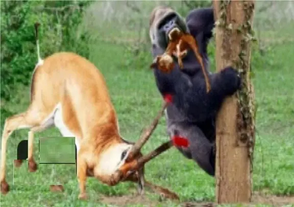 مستند حیات وحش؛ ایمپالا شاخ قداره اشو فرو کرد به گوریل بچه دزد