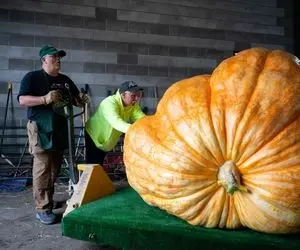 محصولات کشاورزی غول پیکر؛ کدو تنبل کاشتن 1226 کیلو واسه بردنش 18 چرخ لازم شدن