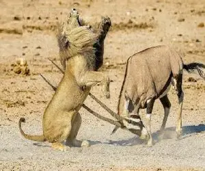 مستند حیات وحش؛ شیر که به خودش غره شده بود با شاخ ایمپلا به ایزد منان پیوست