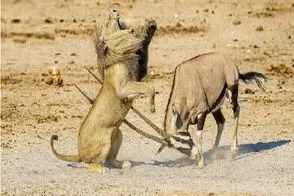 مستند حیات وحش؛ شیر که به خودش غره شده بود با شاخ ایمپلا به ایزد منان پیوست