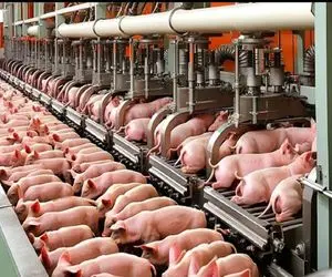 فرآوری خوک؛ خوک لجن قلمبه بعد سلمونی رفت کارواش با قداره شقه شد تا کوکتل بشه