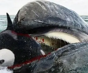 حیوانات غول پیکر؛ نهنگ باهوش قاتل کف دریاس هیچ آبزی از دستش قسر در نمیره