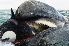 حیوانات غول پیکر؛ نهنگ باهوش قاتل کف دریاس هیچ آبزی از دستش قسر در نمیره