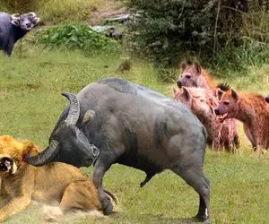 بدایع حیات وحش؛ بوفالو سفاک مذبوحانه شیرو مورد عنایت قرار داد کفتار دد بلعید