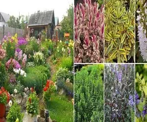 گیاهان مناسب حیاط و باغ در گرما/ گلدار هستن و در فصول گرم نمیپلاسن حتی اگه آتیش بباره