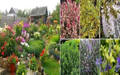 گیاهان مناسب حیاط و باغ در گرما/ گلدار هستن و در فصول گرم نمیپلاسن حتی اگه آتیش بباره