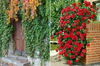 گیاهان چسبنده به دیوار جهت ایجاد دیوار سبز/ پوشش دهنده سقف آلاچیق، دیوار بالکن و حیاط