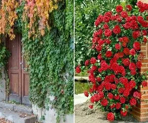 گیاهان چسبنده به دیوار جهت ایجاد دیوار سبز/ پوشش دهنده سقف آلاچیق، دیوار بالکن و حیاط