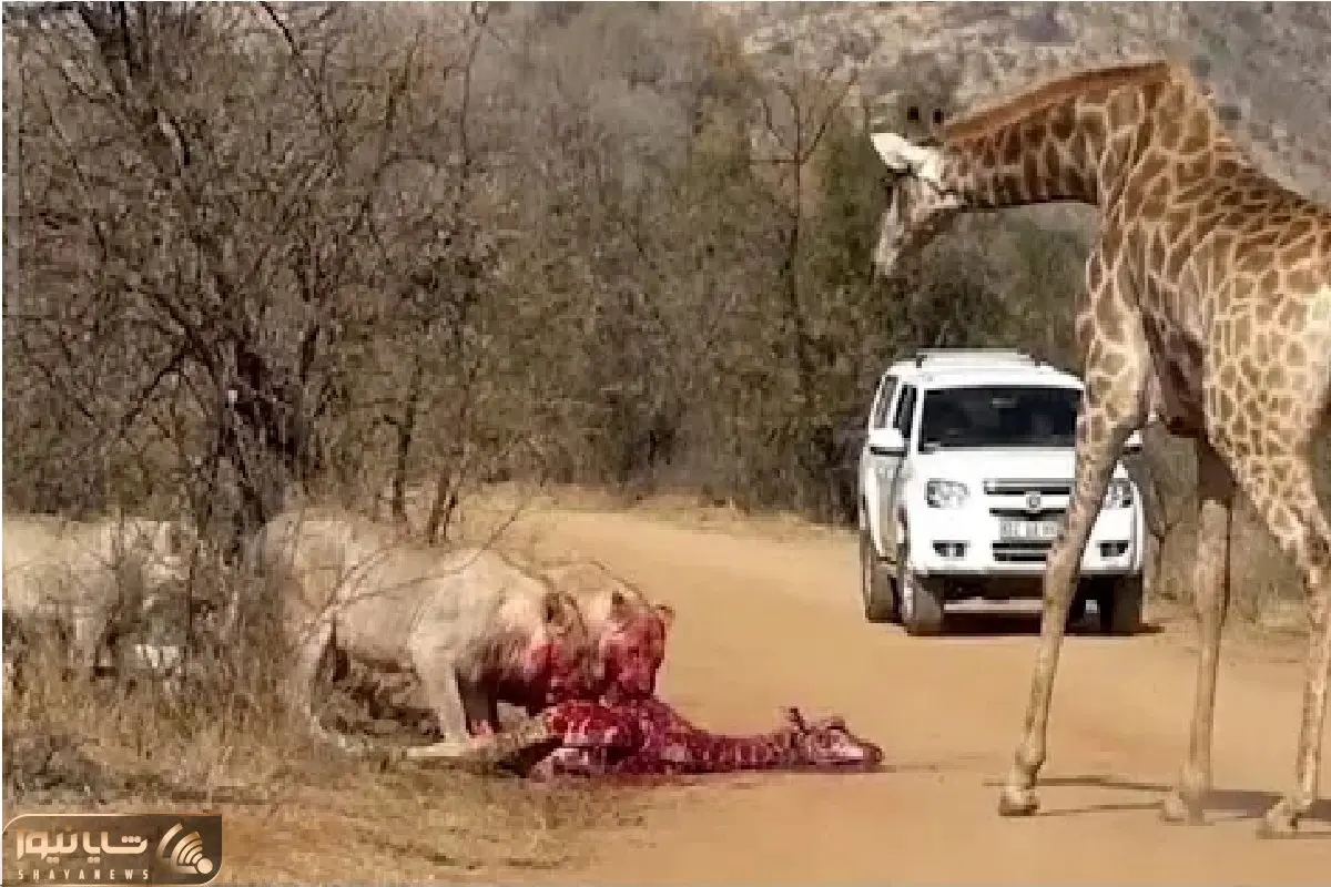 جذابیت حیات وحش؛ زرافه برای نجات نوزادش به دوئل با شیر می رود