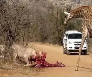 جذابیت حیات وحش؛ زرافه برای نجات نوزادش به دوئل با شیر می رود