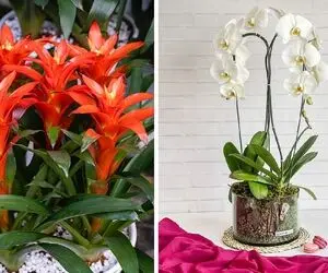 انواع گیاهان آپارتمانی خوش یمن/ یکیشون موهای بافته شده داره، شانس و اقبال میارن خونه