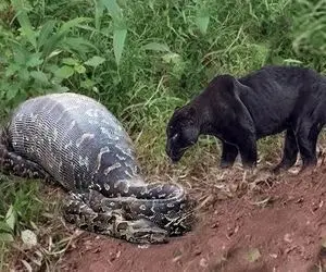 شاهکار حیات وحش؛ پلنگ سفاک دید پیتون غول بعد بلع شیر نای حرکت نداره رفت بخورتش