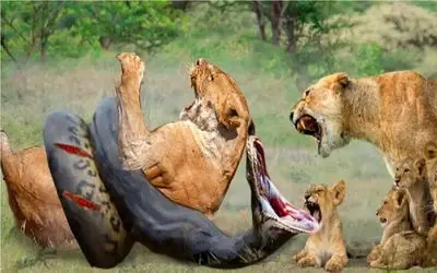 جنگ حیات وحش/ مار از زیر زمین ظاهر میشه و شیر غضب کرده رو فلج میکنه