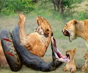 جنگ حیات وحش/ مار از زیر زمین ظاهر میشه و شیر غضب کرده رو فلج میکنه