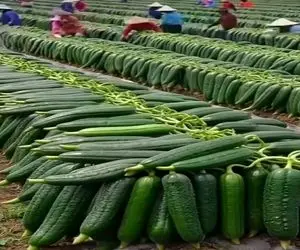 کشاورزی نوین؛ خیار بوته ای کاشتن صاعقه زده رشدشون ۵ برابر شده تو درو کردنشون موندن