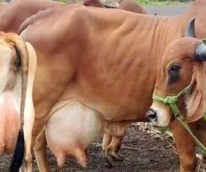 فرآوری گاو؛ گاوهایی که حجم شیرشون باورنکردنیه و دوشیده نشن تا صبح سر و صدا می کنن