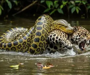 جذابیت حیات وحش؛ آناکوندا غول پیچید دور پلنگ