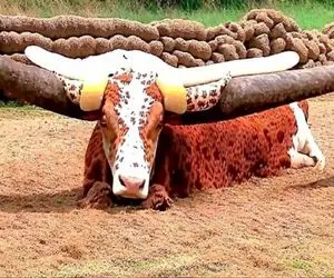 گاوهای باورنکردنی؛ شاخ گاو نر هرکول 20 متر شده با سنگ فرز میبرن قداره میسازن