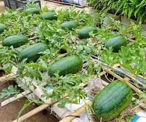 کشاورزی نوین؛ تو کیسه هندوانه کاشته به سیخ کشیده ببین چقدر قرمز و شیرین شده