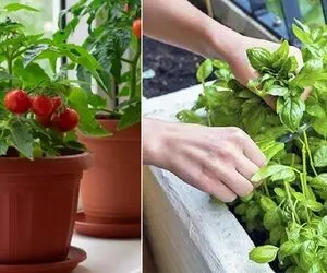 کاشت سبزی در گلدان / فکرشو کن آبگوشت گذاشتی سبزی خودتم بکَنی بذاری سر سفره! مااادر جان