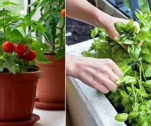 کاشت سبزی در گلدان / فکرشو کن آبگوشت گذاشتی سبزی خودتم بکَنی بذاری سر سفره! مااادر جان