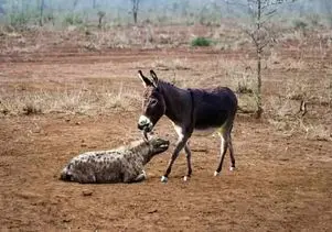 مستند حیات وحش / کفتار که تو خر بودن خر گیر کرده