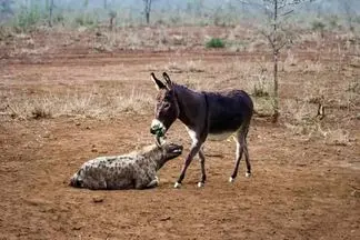 مستند حیات وحش / کفتار که تو خر بودن خر گیر کرده