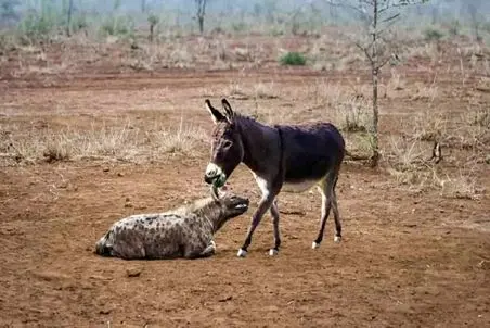 مستند حیات وحش / کفتار که تو خر بودن خر گیر کرده