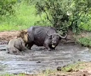 مستند حیات وحش؛ وسط برکه شیر آوار شد سر بوفالو