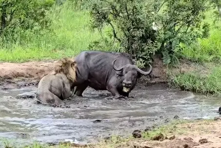 مستند حیات وحش؛ وسط برکه شیر آوار شد سر بوفالو