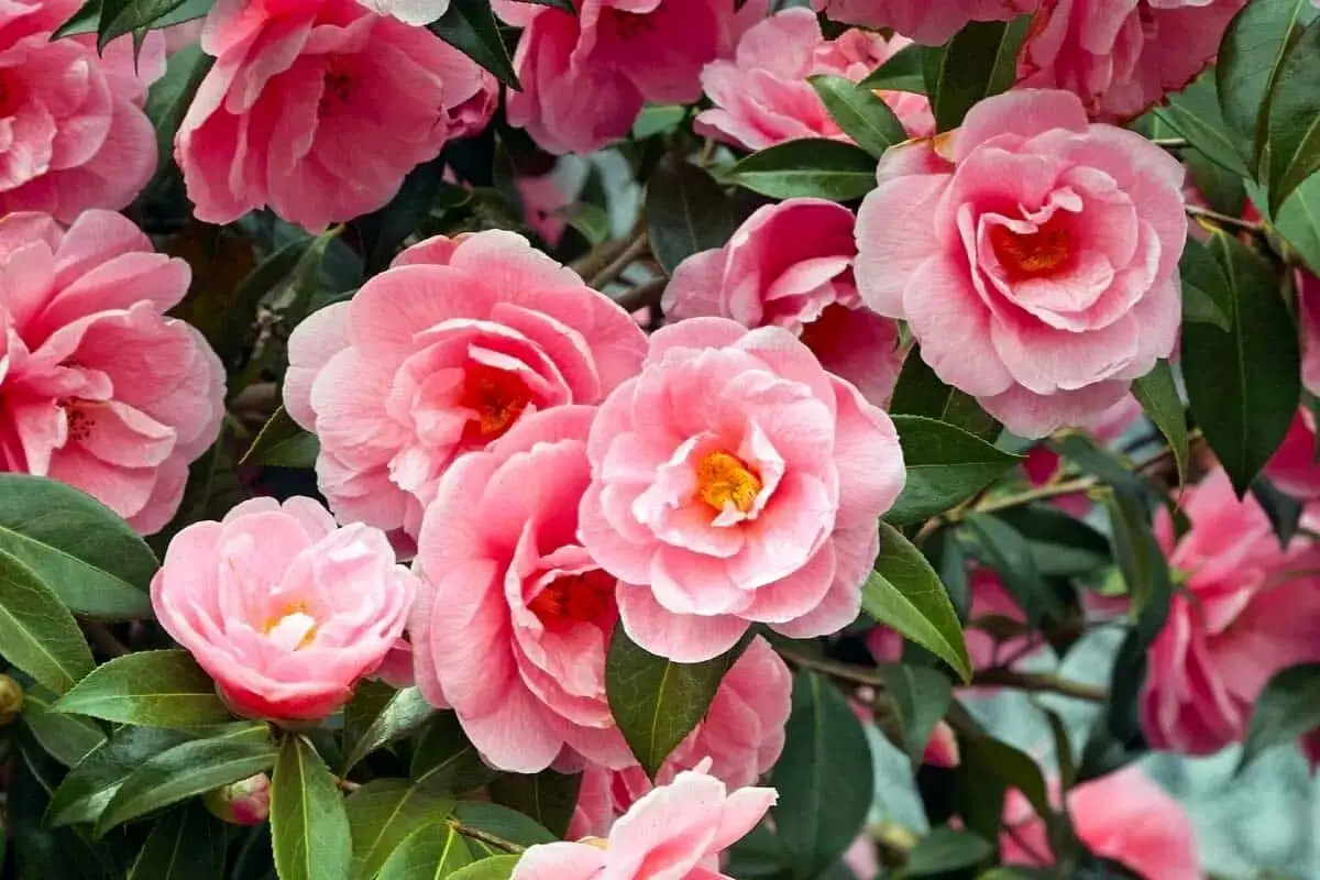باغچه