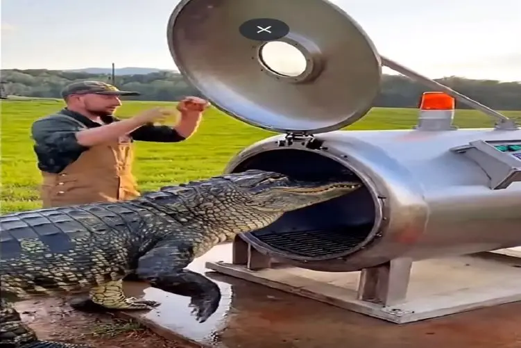 فرآوری کروکودیل؛ با پای خودش رفت تو دستگاه سوسیس