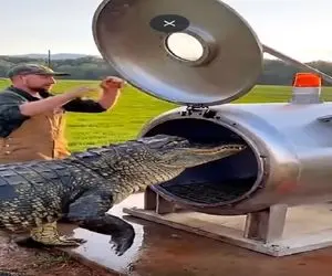 فرآوری کروکودیل؛ با پای خودش رفت تو دستگاه سوسیس